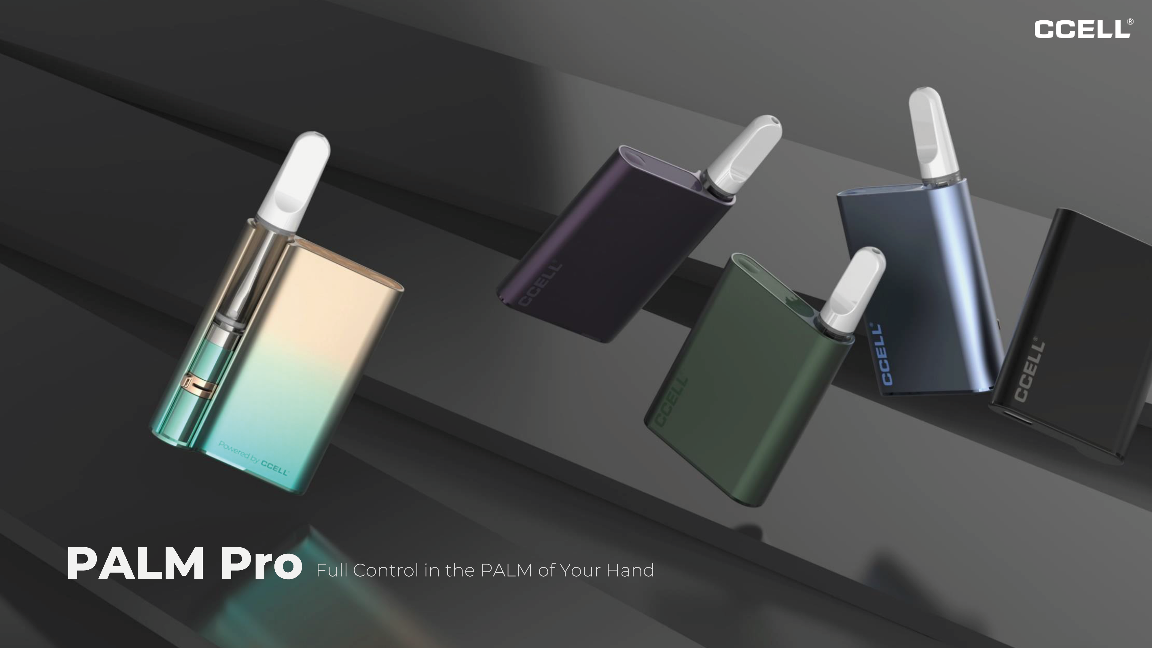 Palm_Pro-01